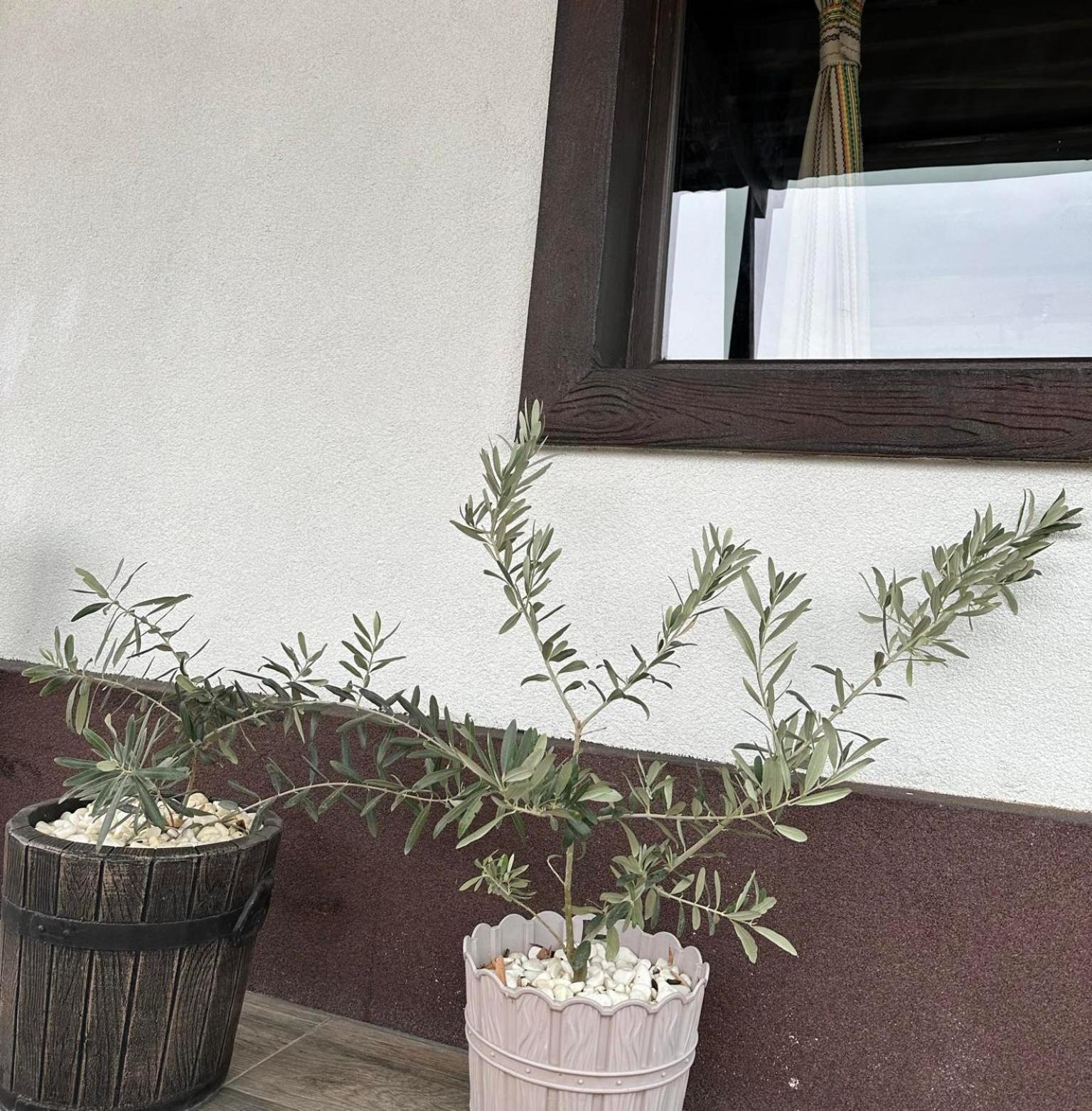 Бялата Къща 호텔 Chakalarovo 외부 사진